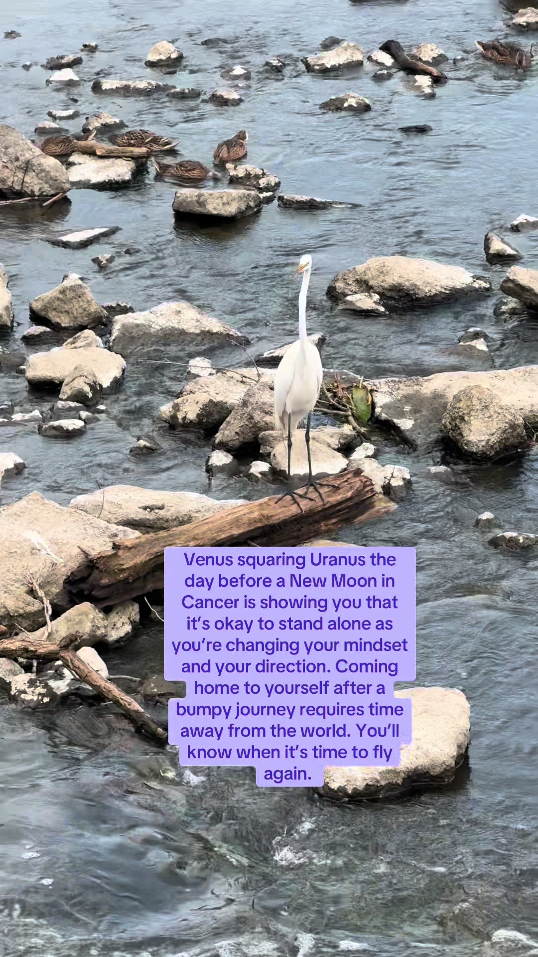 @🕊️The Sensible Astrologer &trade;️