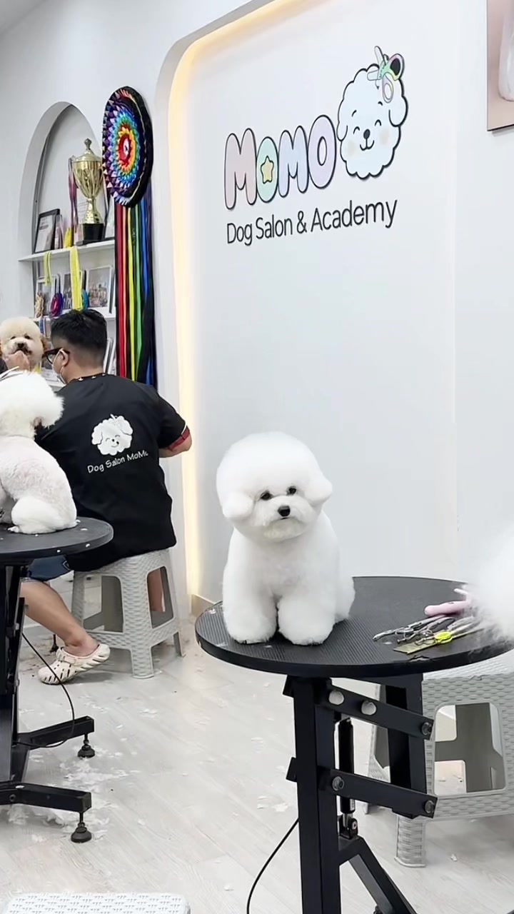@TuongVan Petstylist