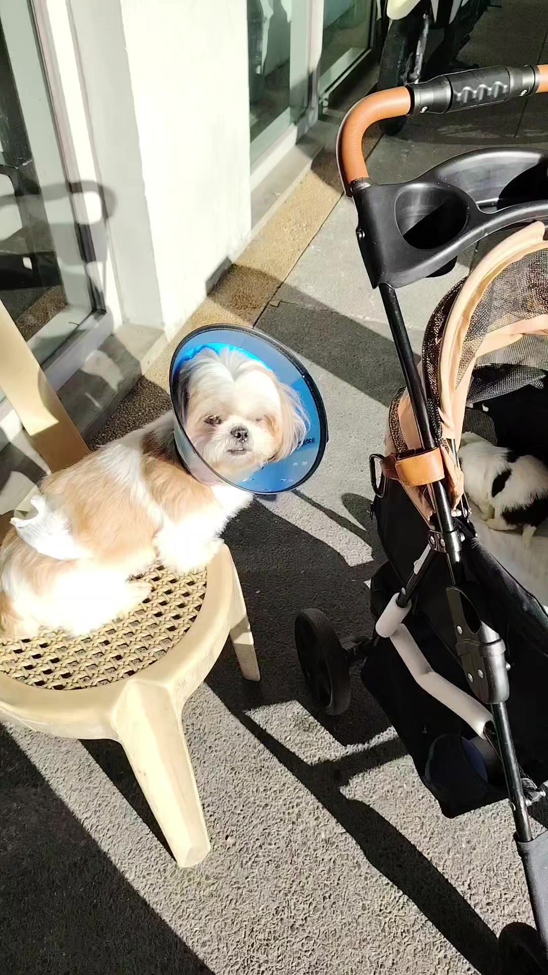 @PawmilyaSweettzu & Furbuddies