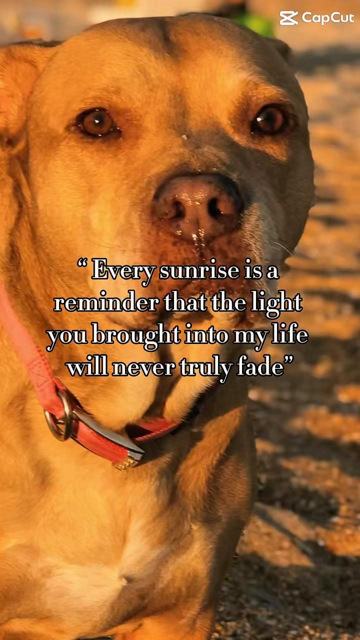 @Rosey’s Page☺️🐾