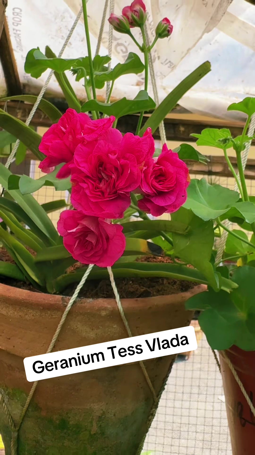 @Nirvan Nursery