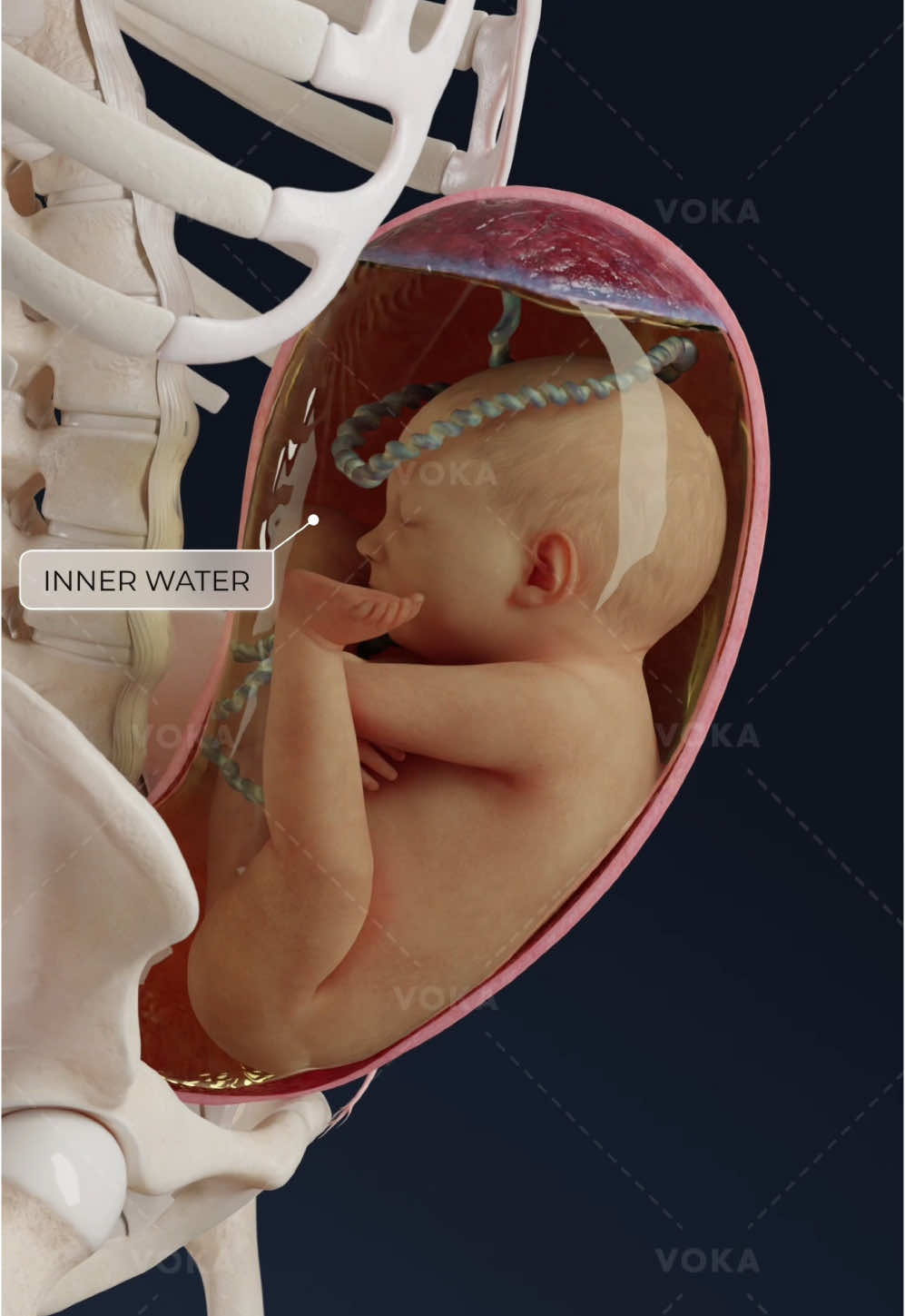 @VOKA 3D Anatomy & Pathology