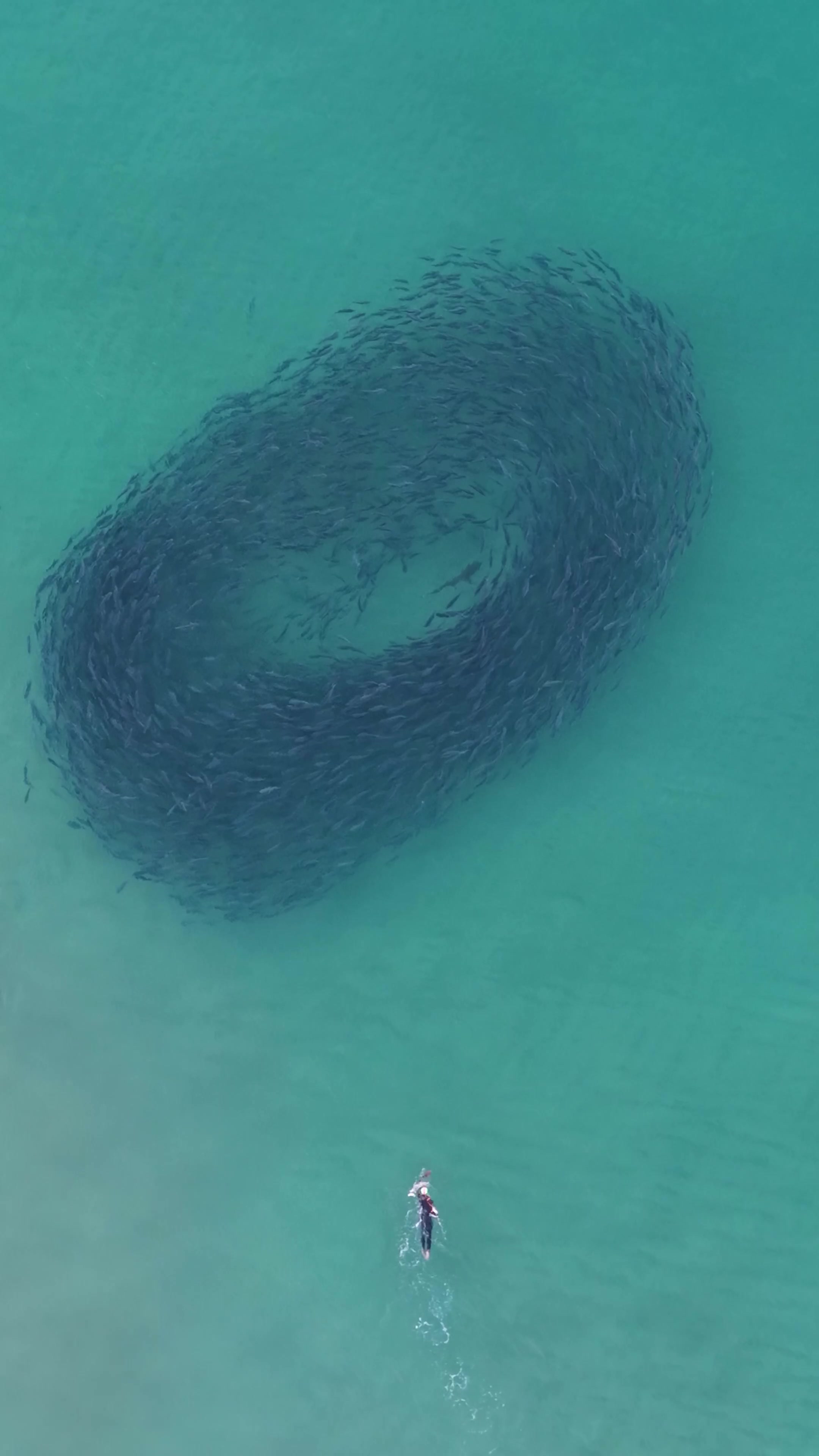 @Dronesharkapp