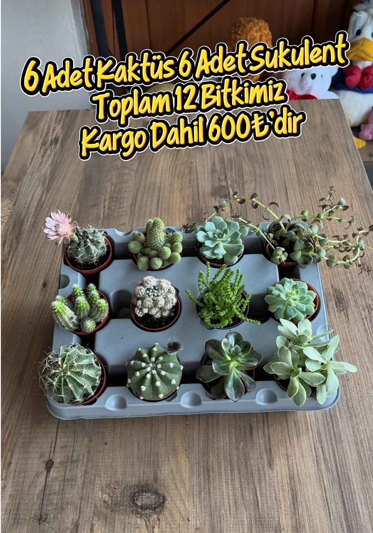 @Saklı bah&ccedil;e Bitkileri