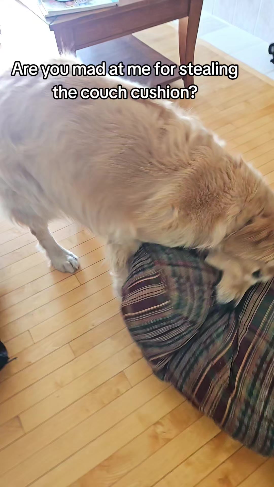 @🐶Griffin