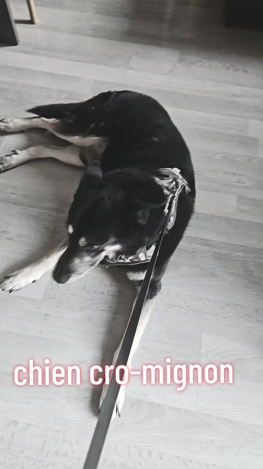@laura mom and dogmom