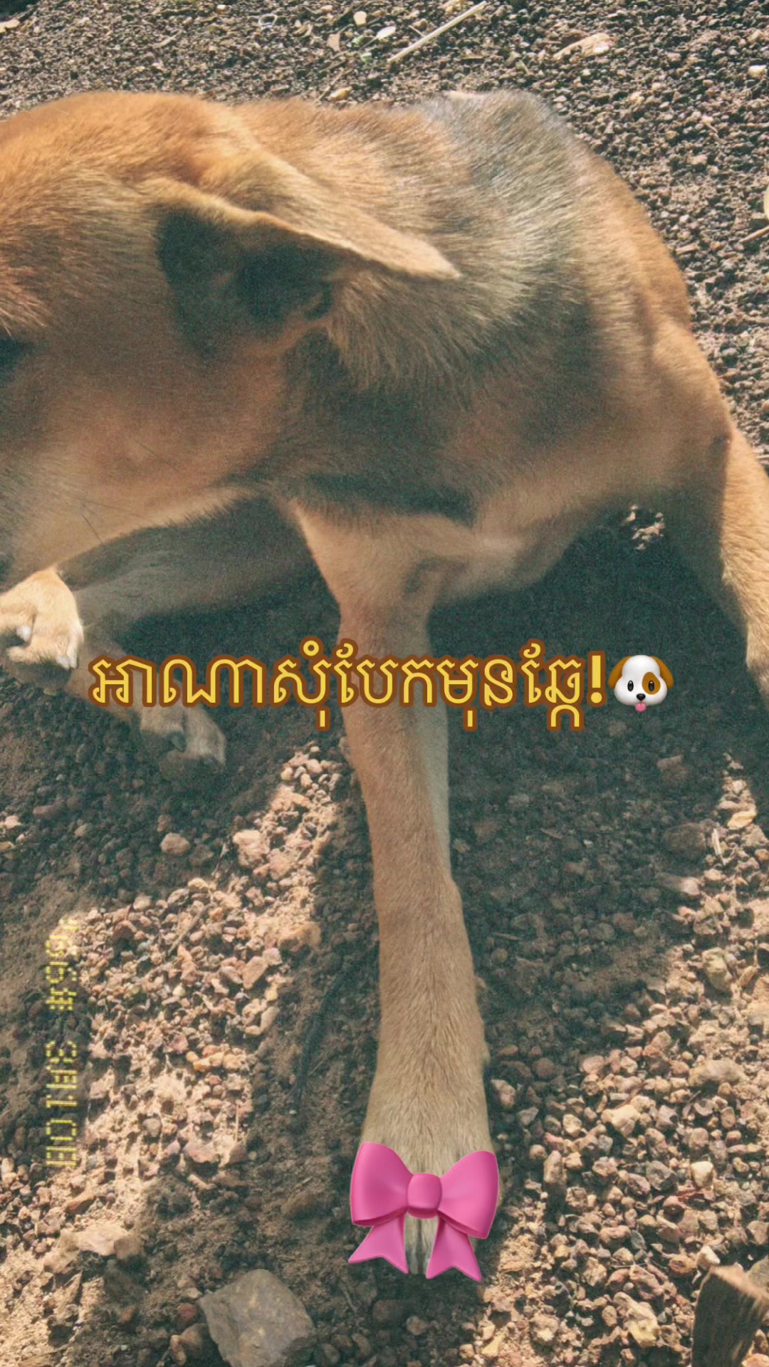@✨Chom nan✨