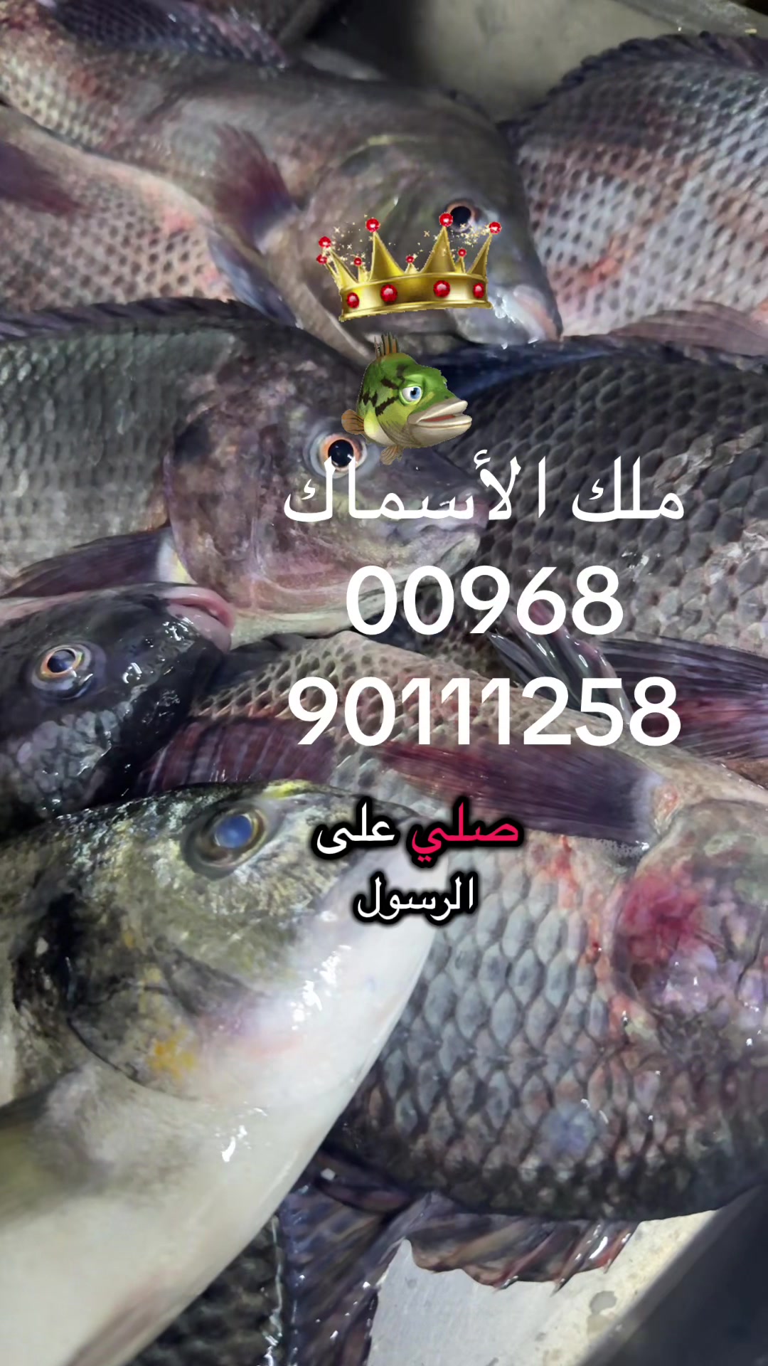 @KING FISH 🇴🇲 مـلـك الأســماك