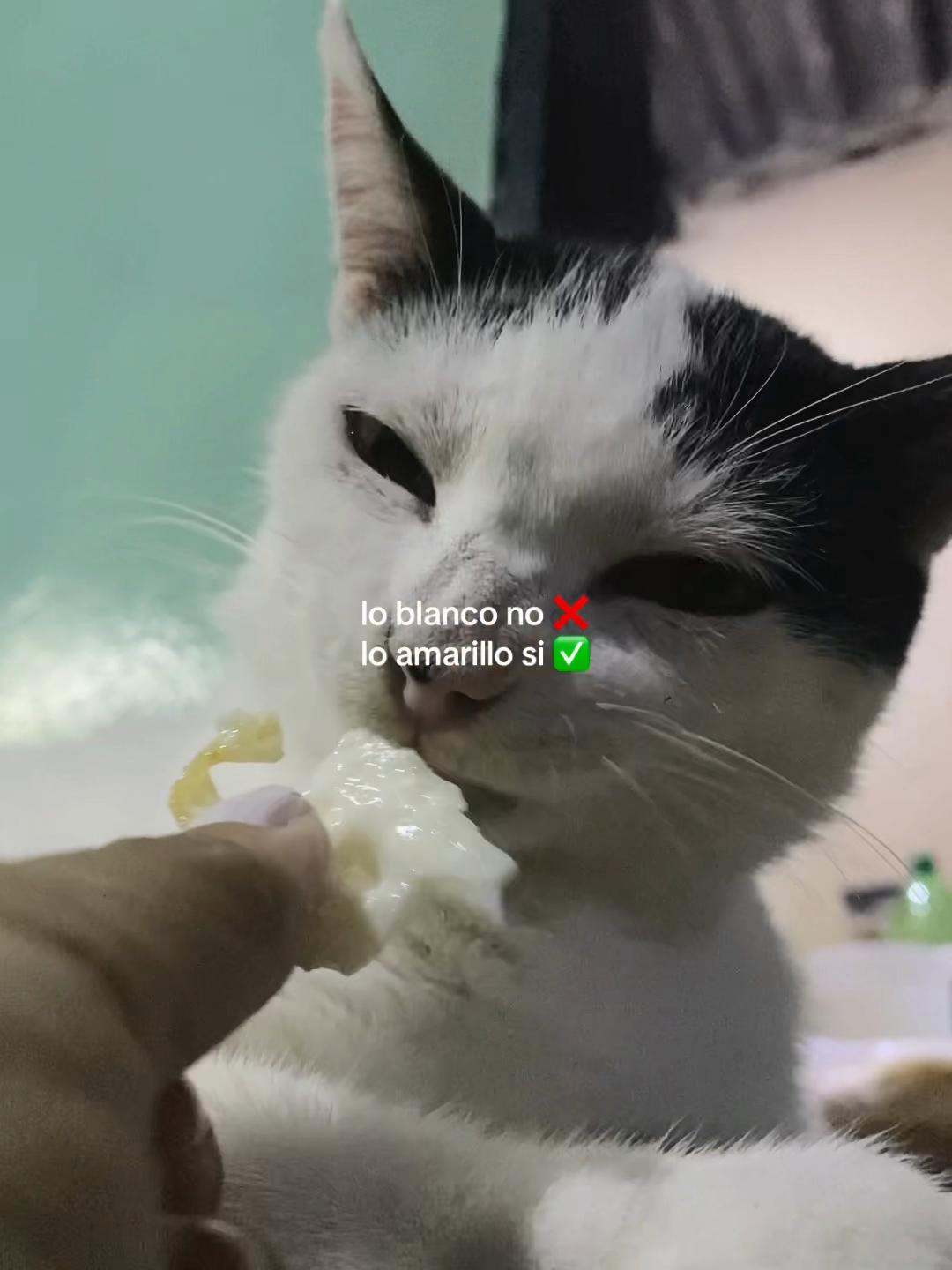 @pxɐɥoᒋ🐥
