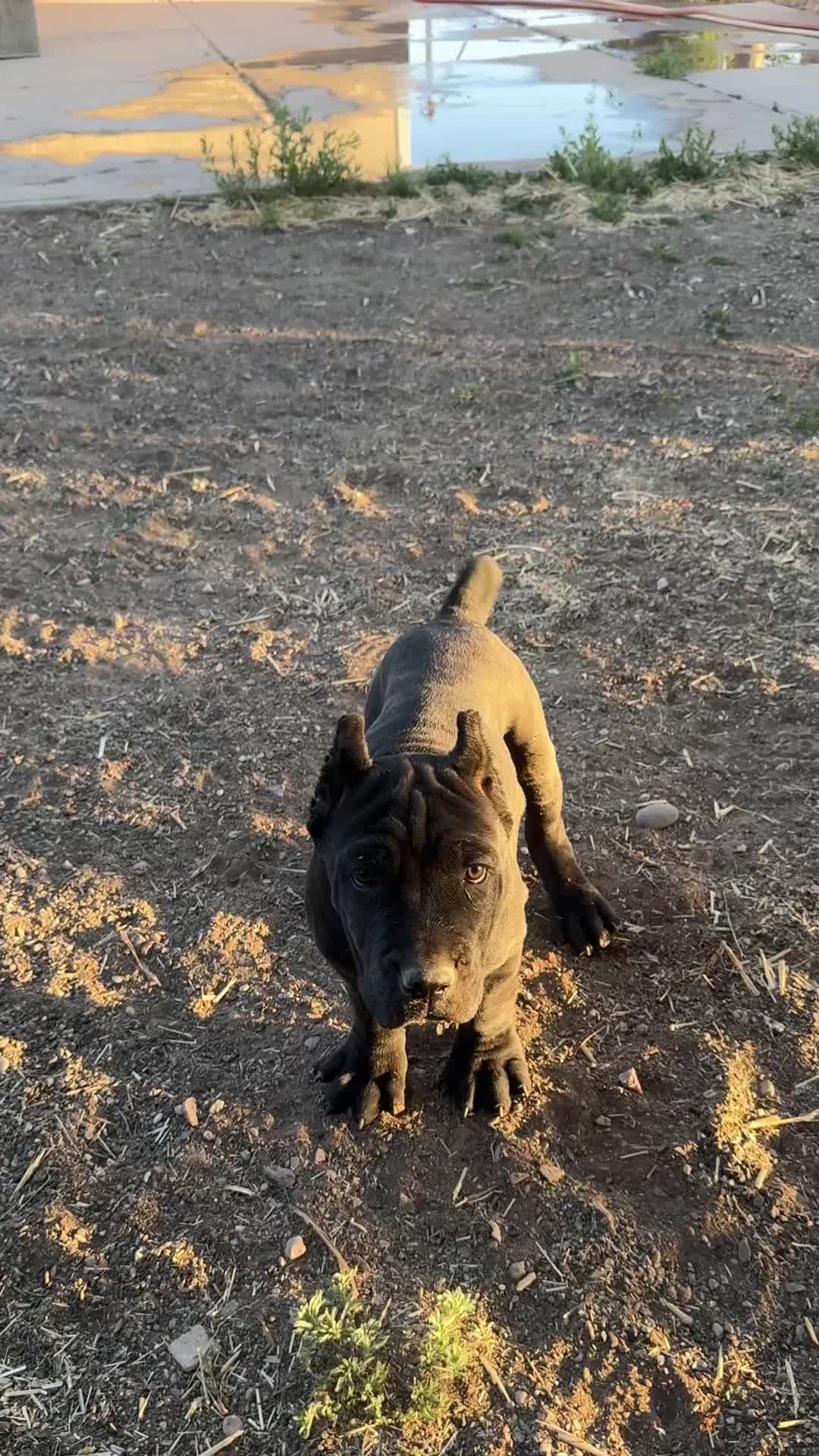 @canecorsoblackguardianz
