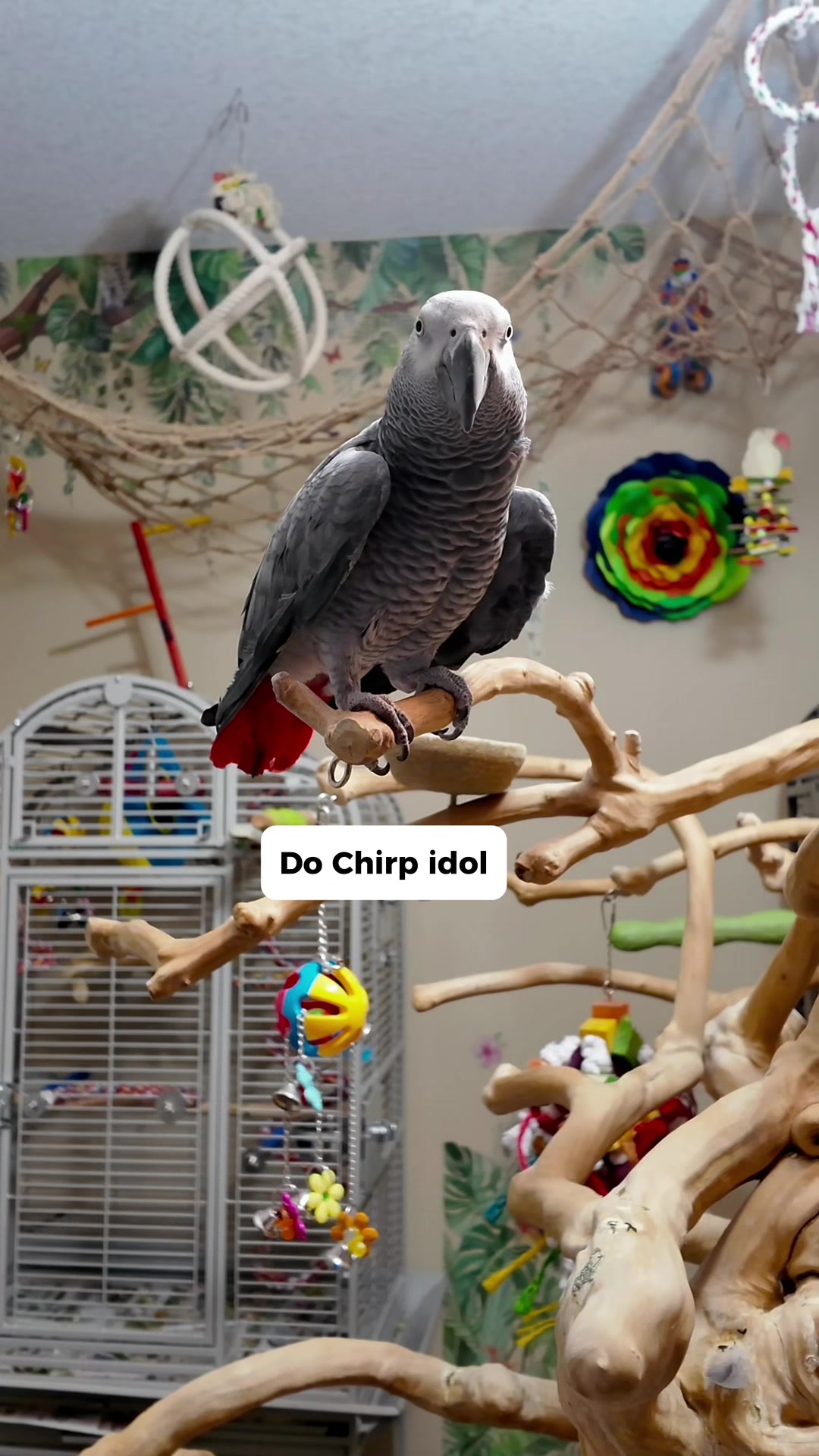 @Gizmo The Grey Bird