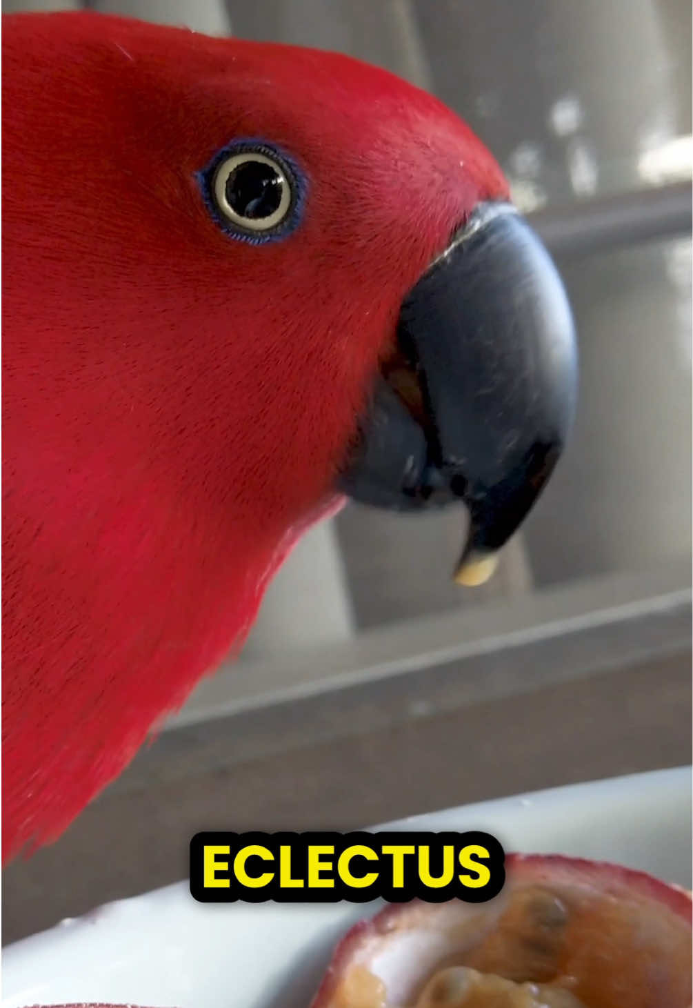 @Learn Parrots