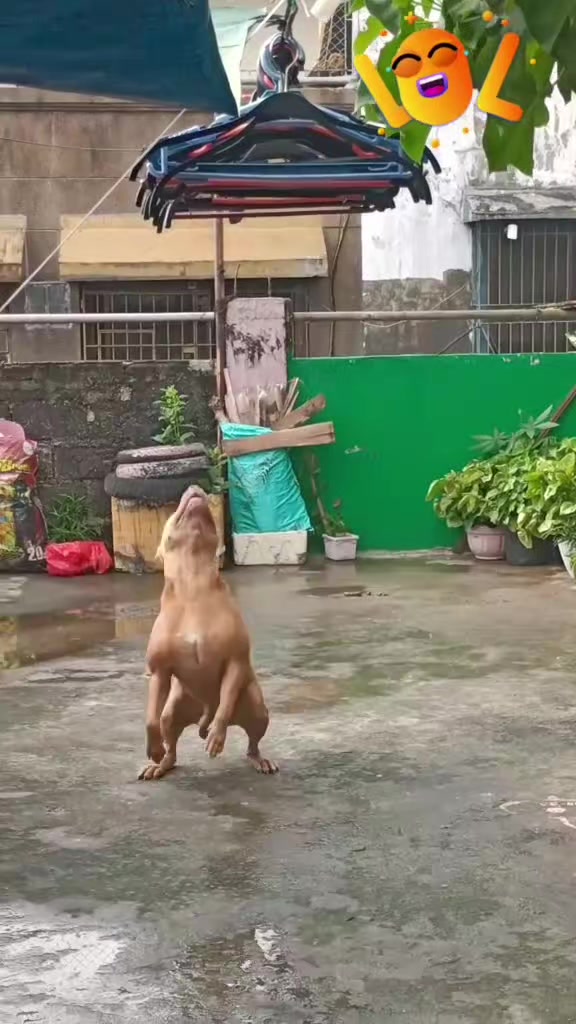 @ISKO THE PITBULL