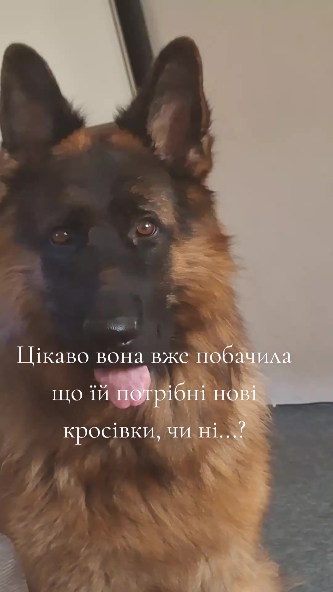 @МАТЬ ДРАКОНІВ🤣