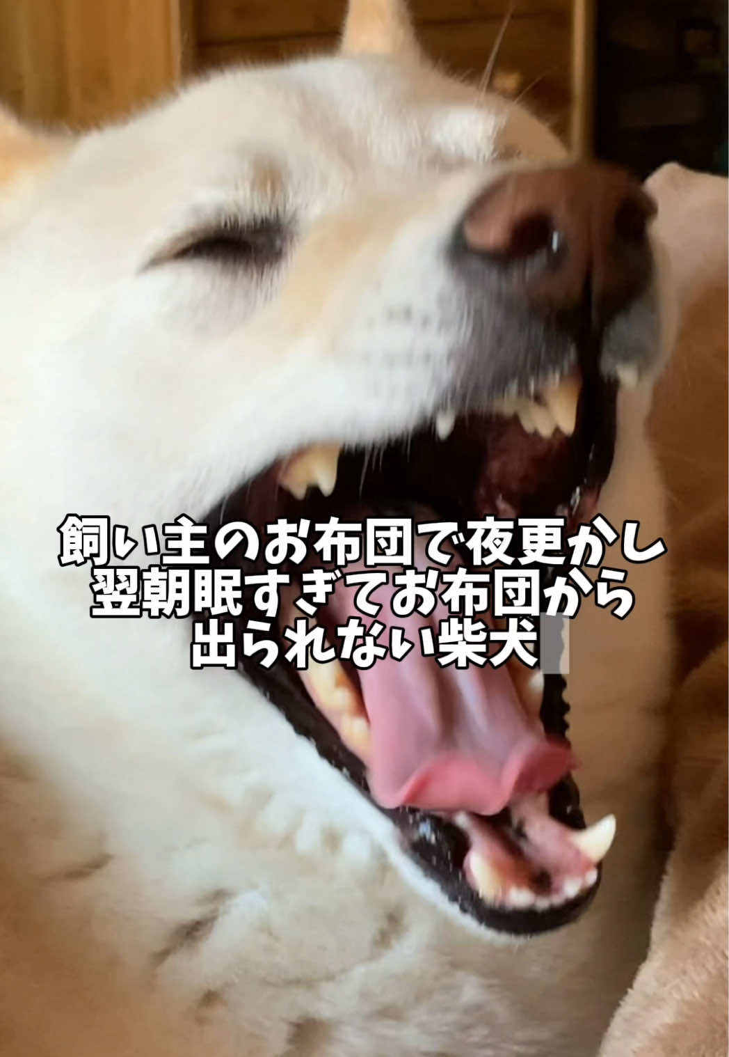 @白柴犬はる🌸