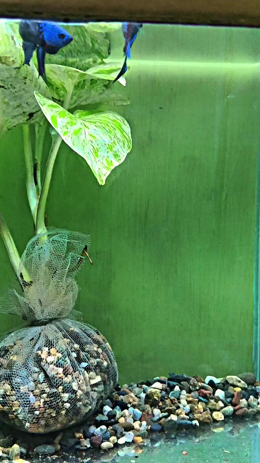 @JRISON.Betta