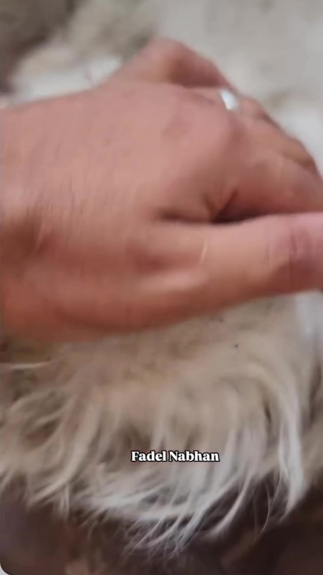 @Gaza Animal Rescue