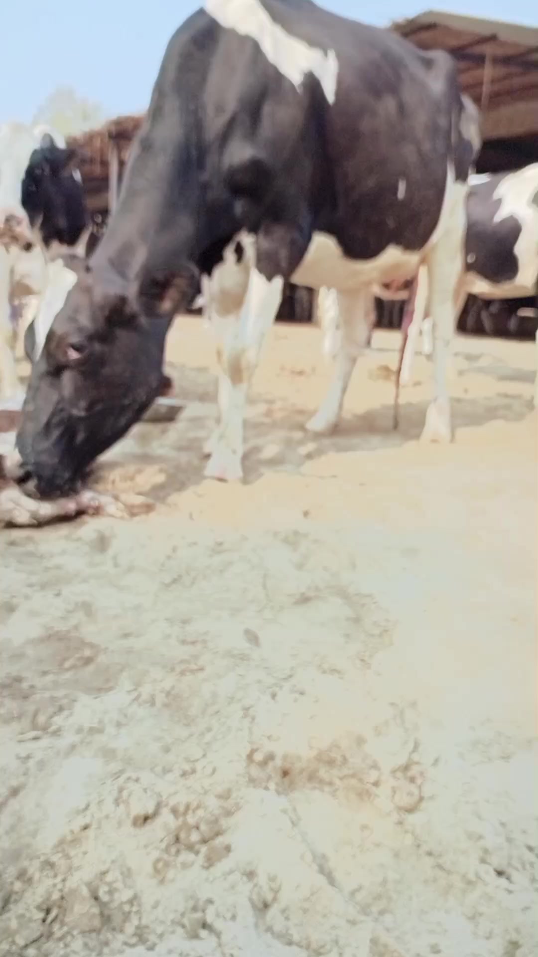 @Miandairyfarm