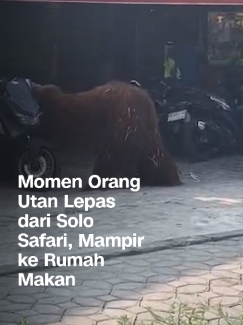 @CNN Indonesia