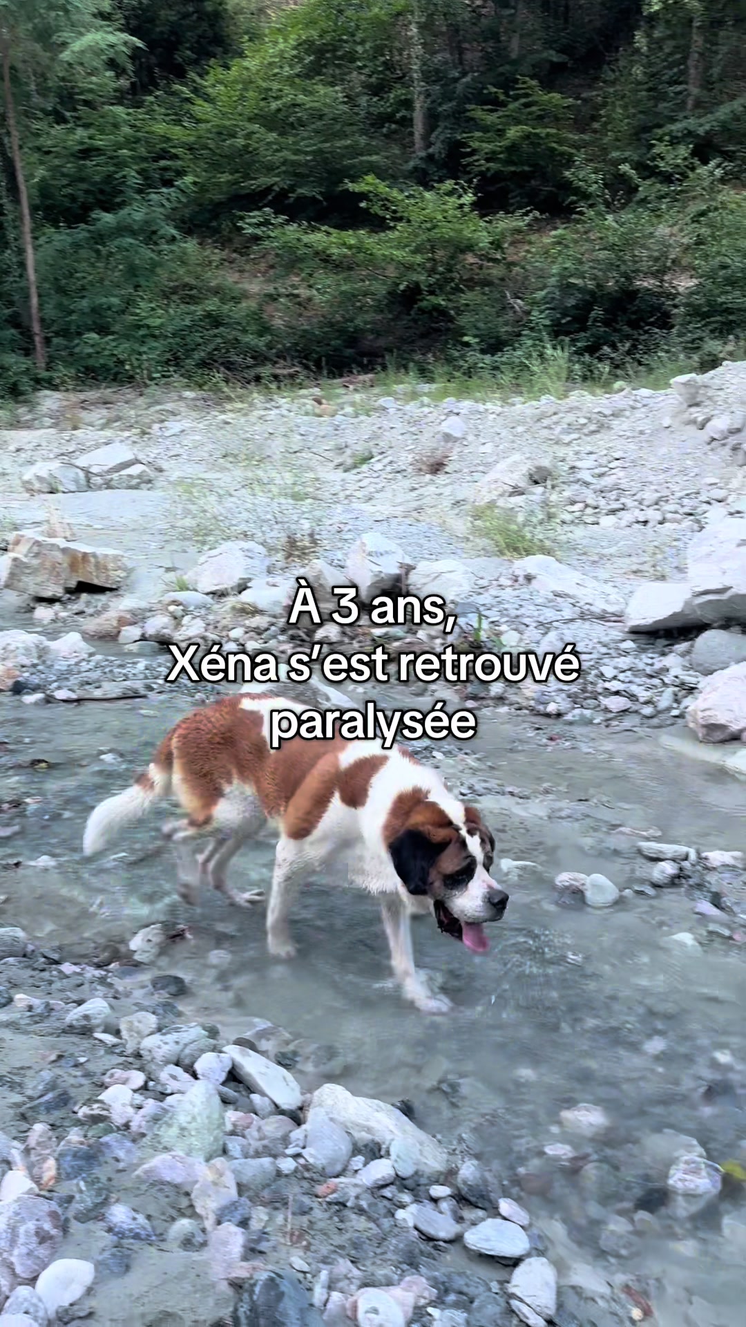 @Xena le St Bernard