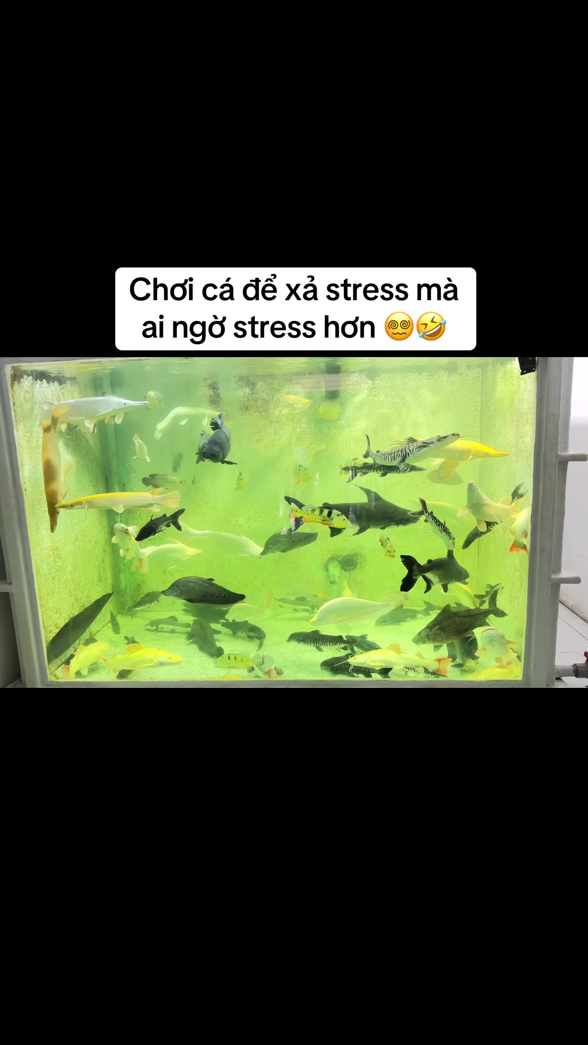 @Phát Đạt Bán Cá 😎🐠🦈