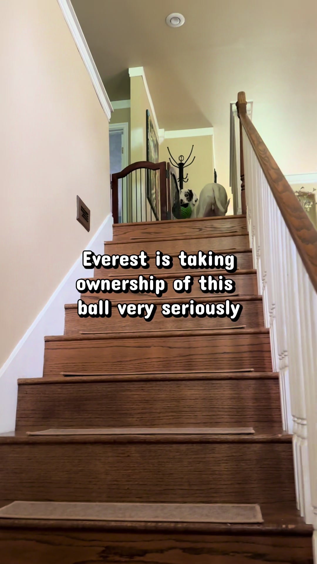 @Raising Dane