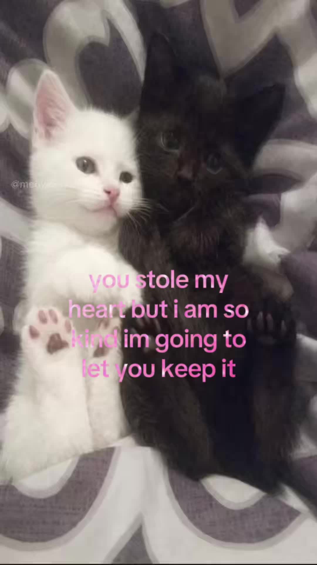 @meowconcept