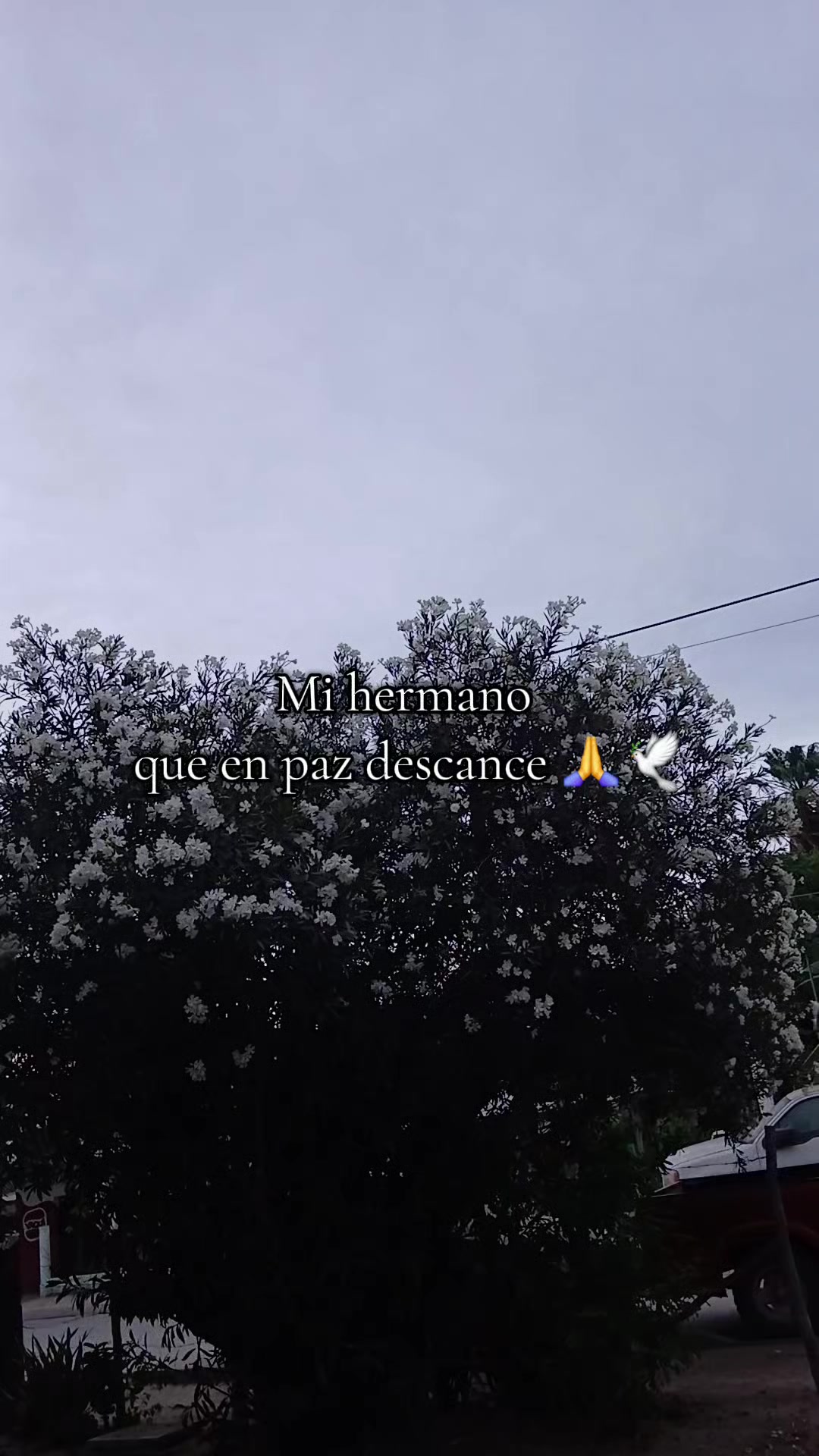 @@alejandra