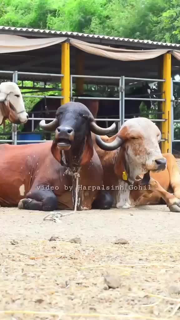 @vishal Patel 🐎 🐎 🐎