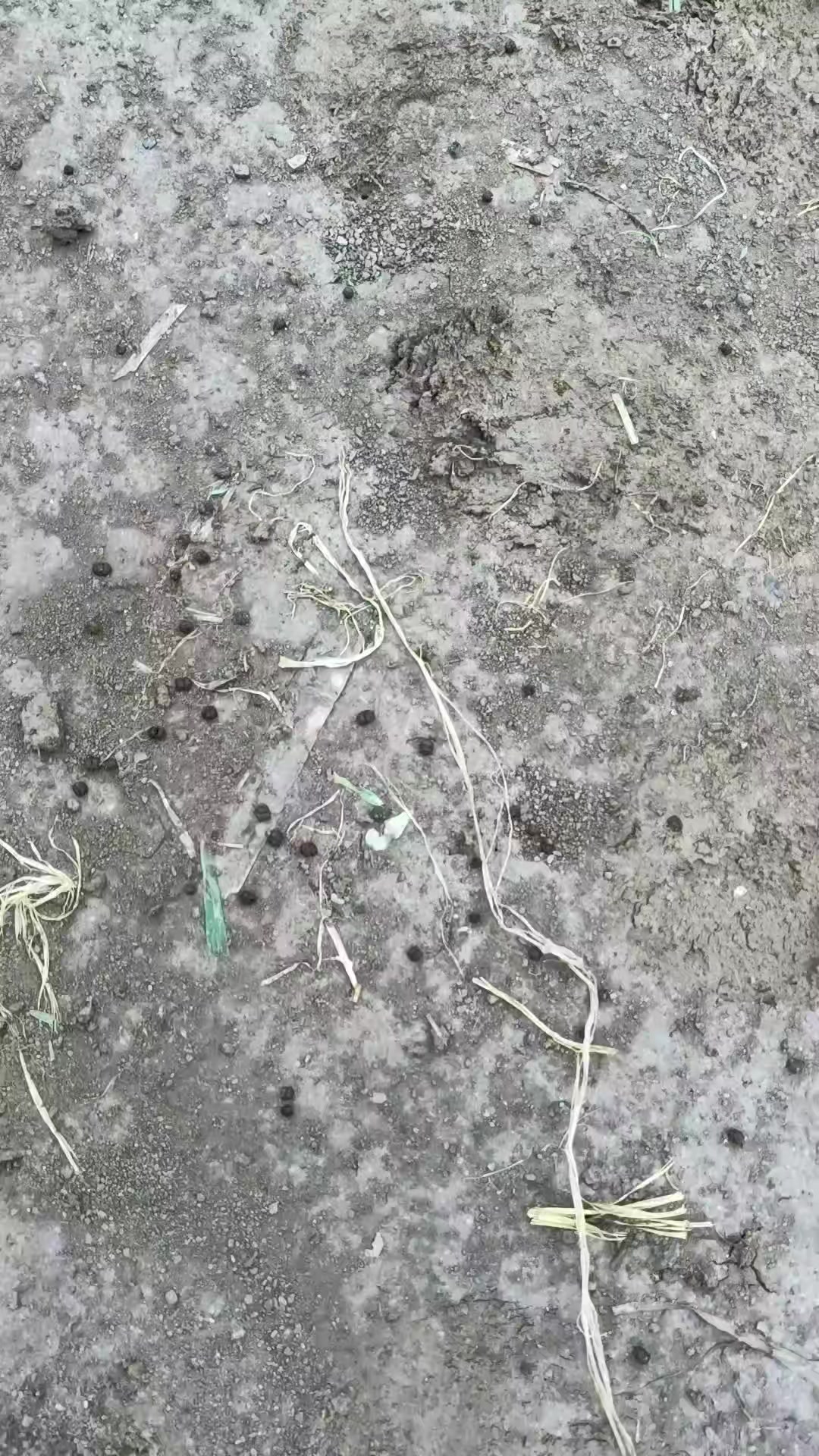 @Agricultura Banano y Plátano