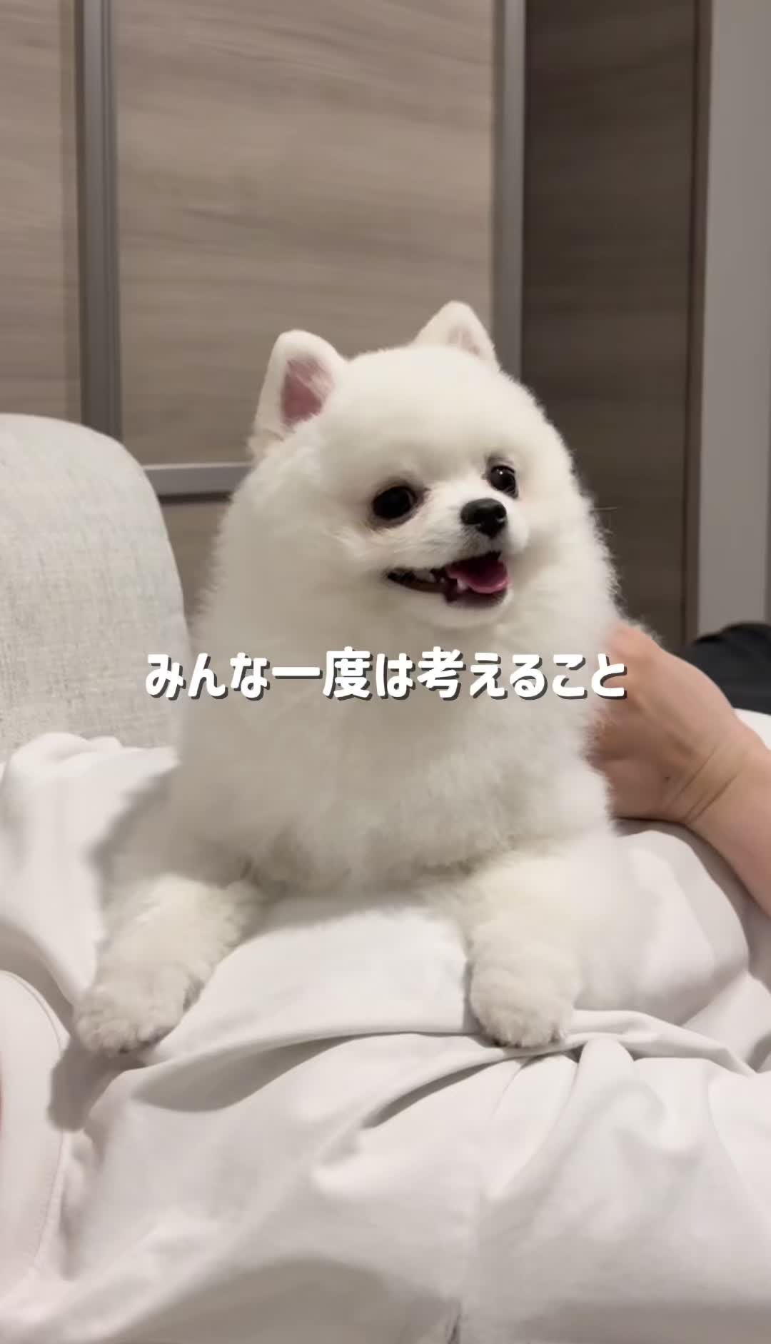 @ポメラニアンのミル🍼