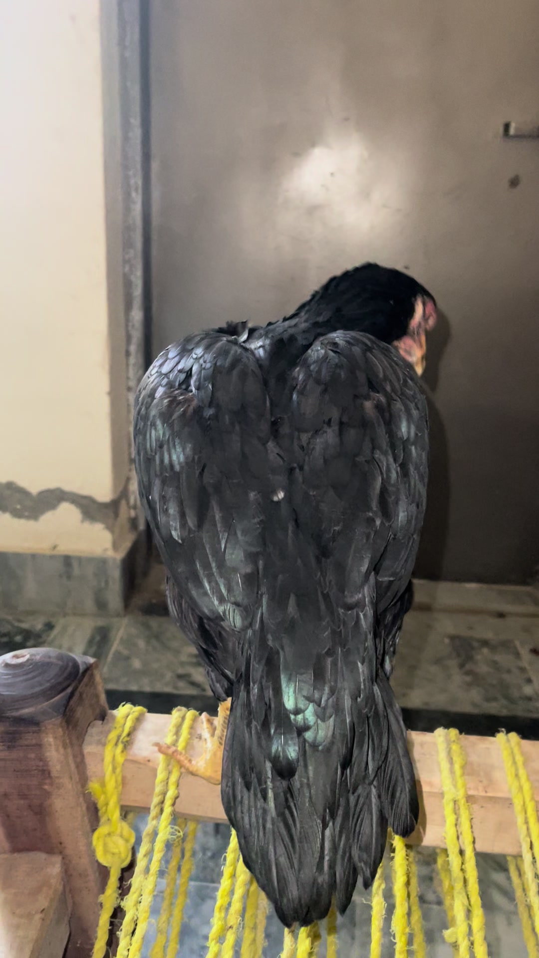@🦅Home Breed Aseel 🦅