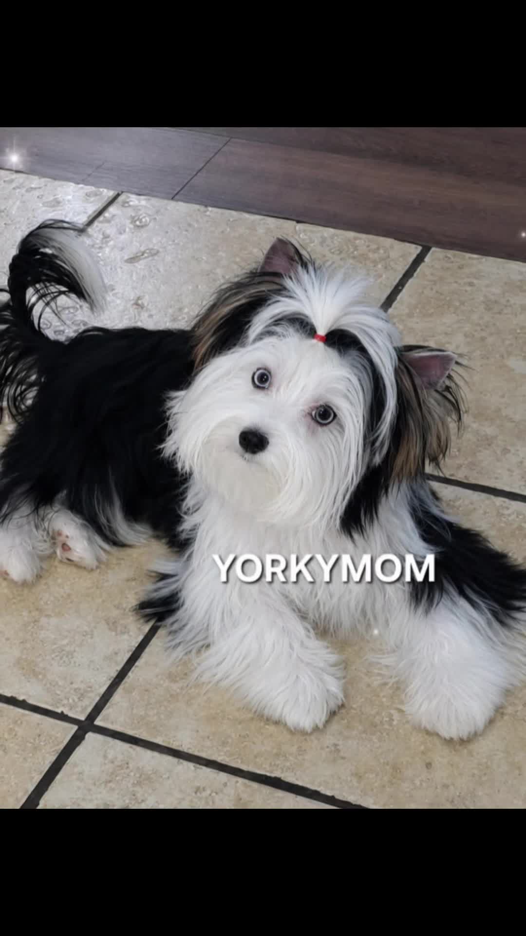 @theYorkymom