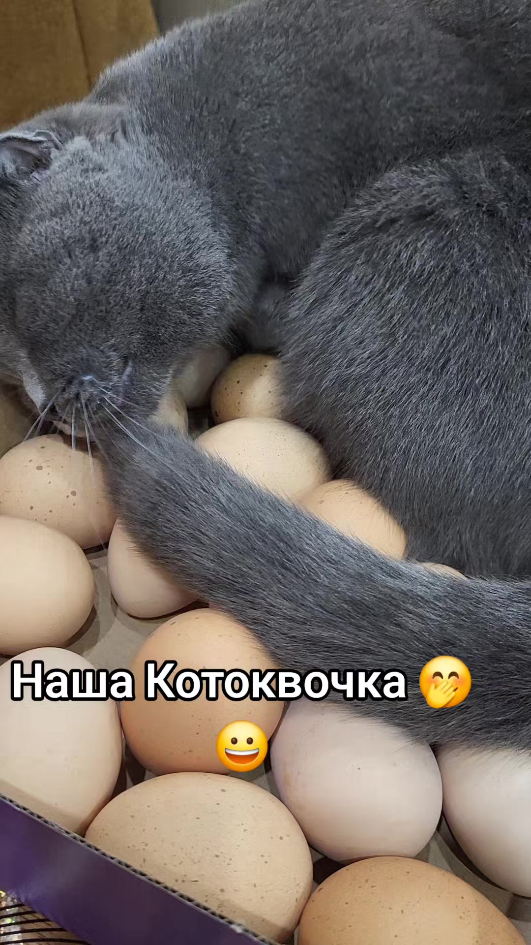 @Zorka