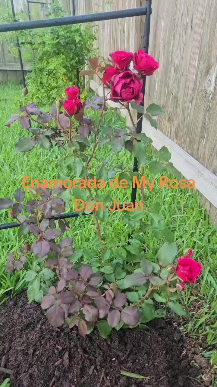 @ANA💜UMANA💜PRINCESS💜HOUSES💜