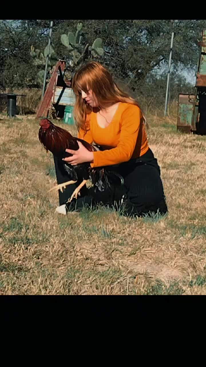@la de los gallos Albany🐓