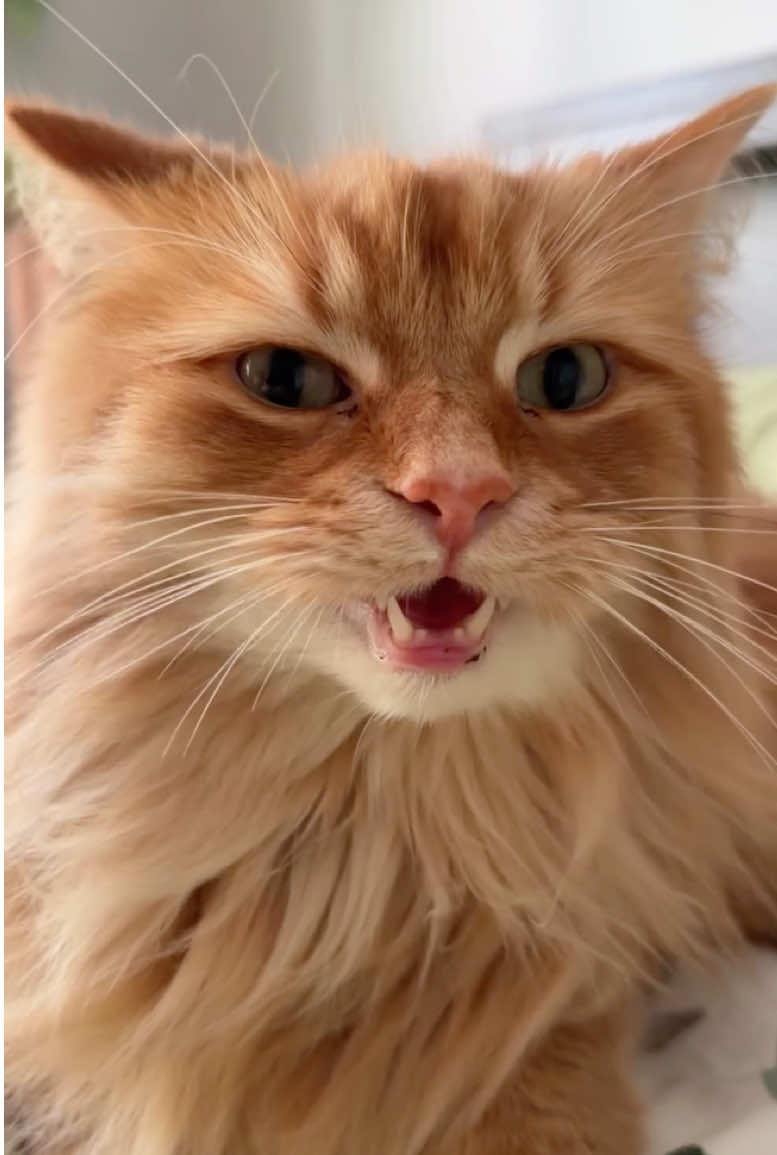 @The Oreo Cat