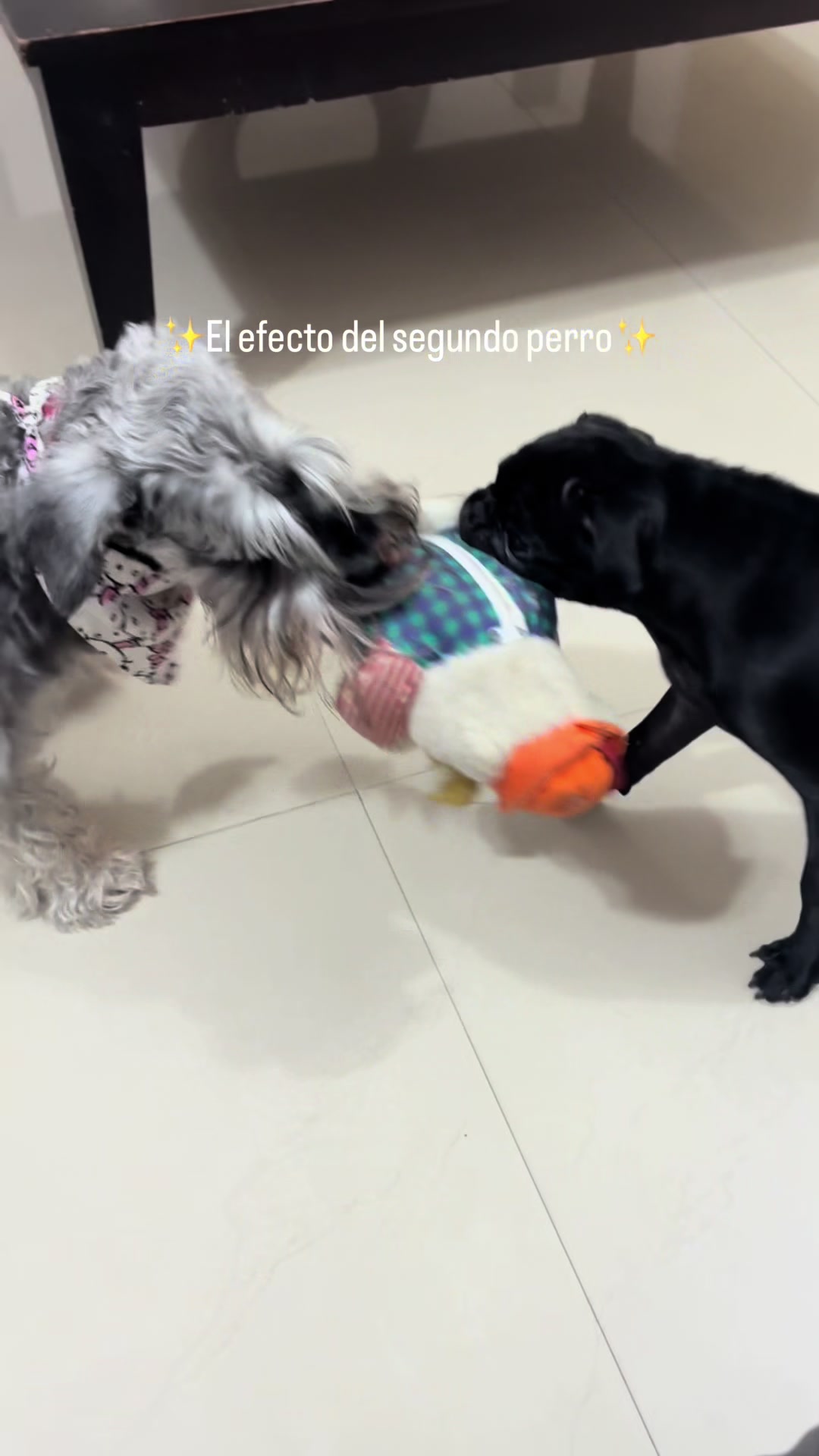 @BRUNNA PUG | PET LIFESTYLE 🐾