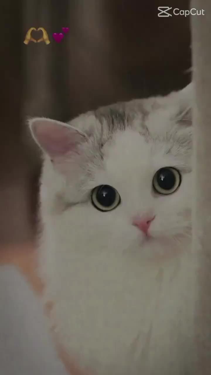 @ước mơ