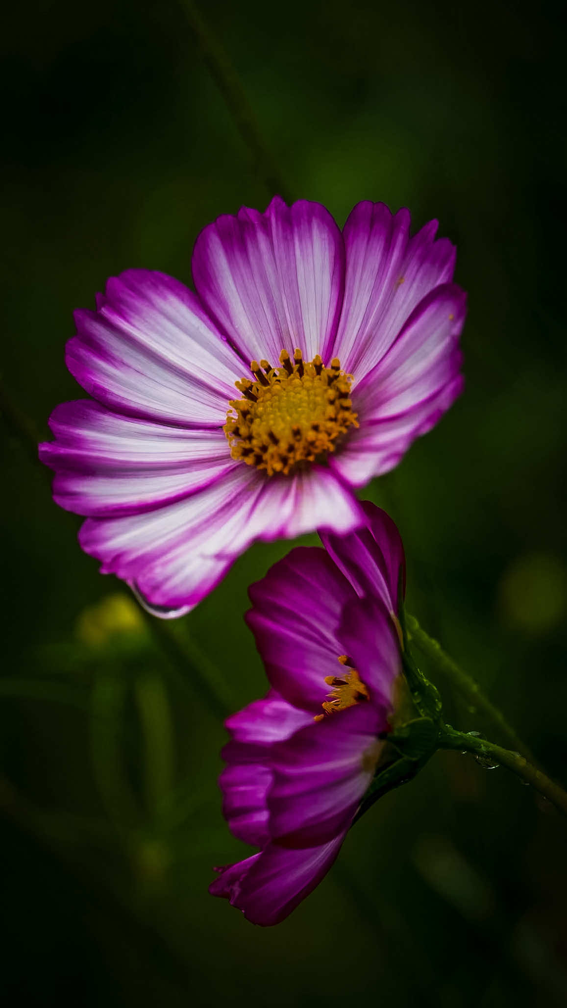 @𝑻𝒂̂𝒏 𝑻𝒉𝒊
