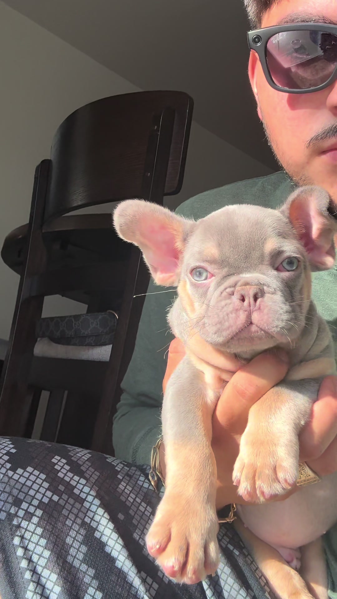 @Luxeaz_frenchies