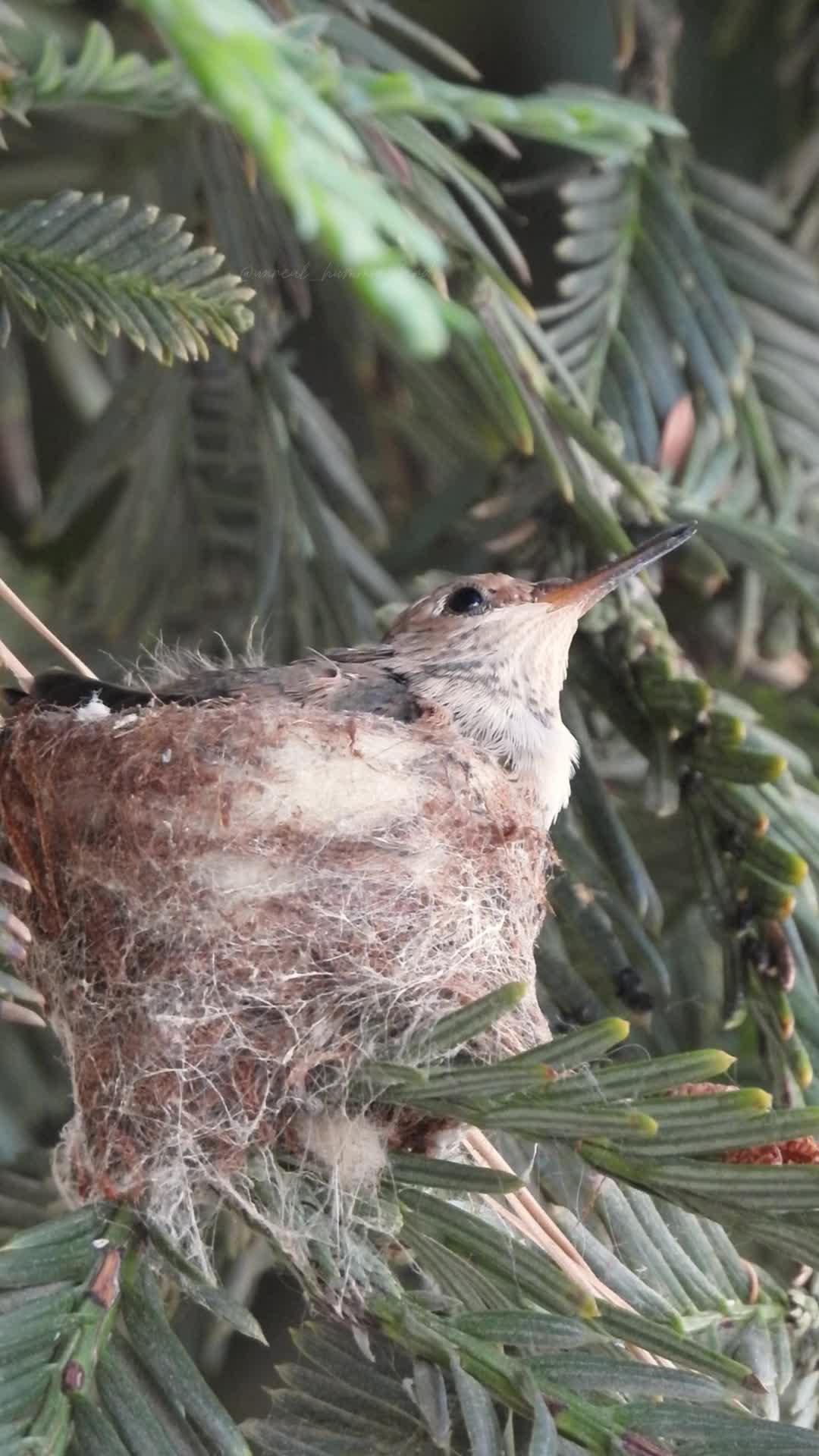 @unreal_hummingbirds