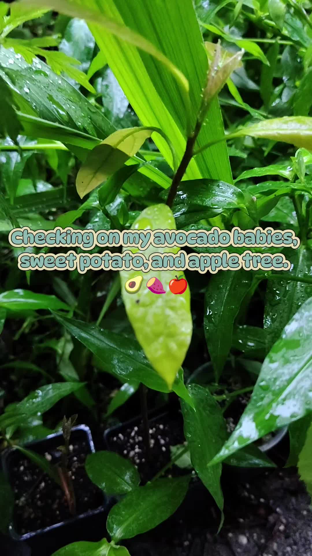 @Jasmine Alura Moon🌙🌻🦇
