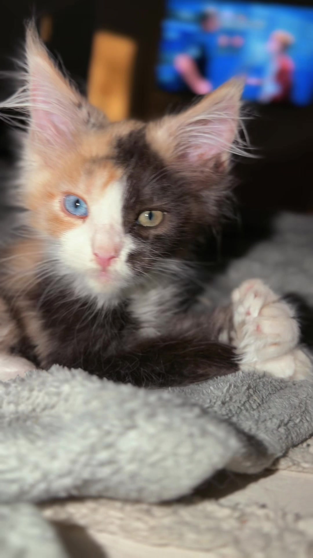 @Rosa’s maine coon in Texas🧛