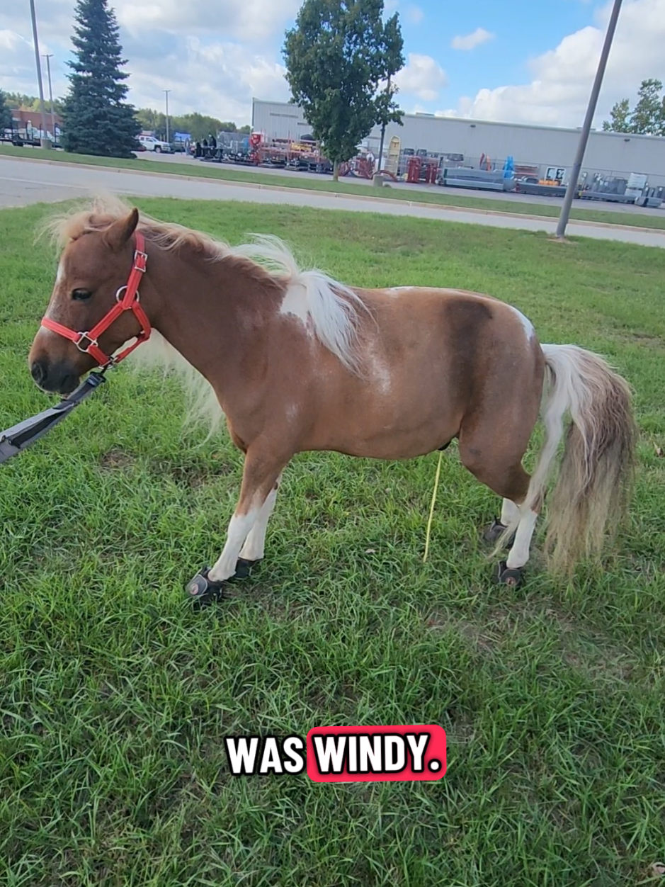 @minihorsemomandtrainer🐴🐴🐴🐴