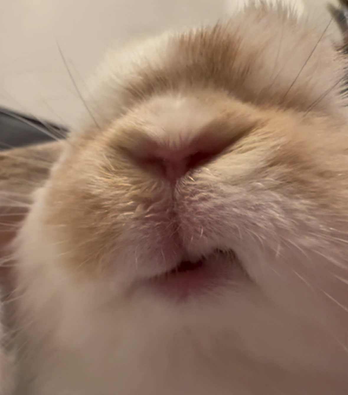 @bunnypinyin