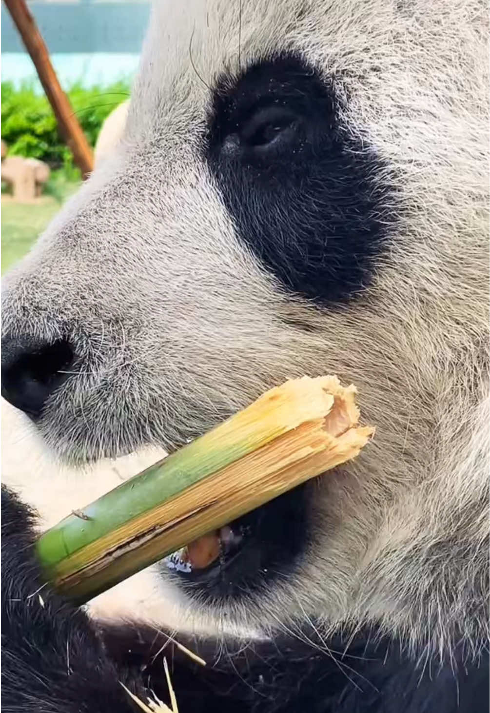 @Cute Animals 🐼