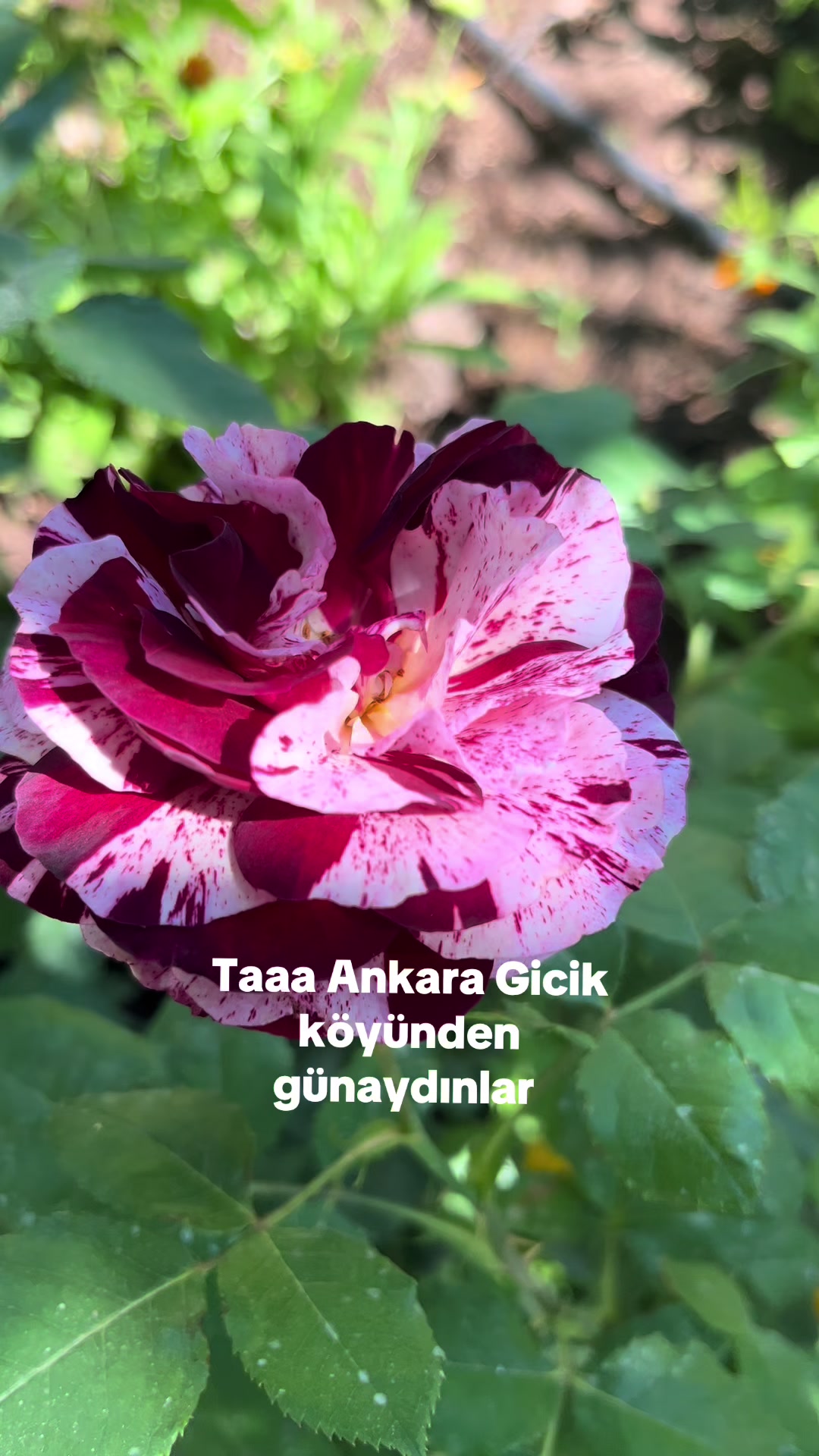 @🦋♾️ Zeyzey Zeynep 06 71 ♾️🦋