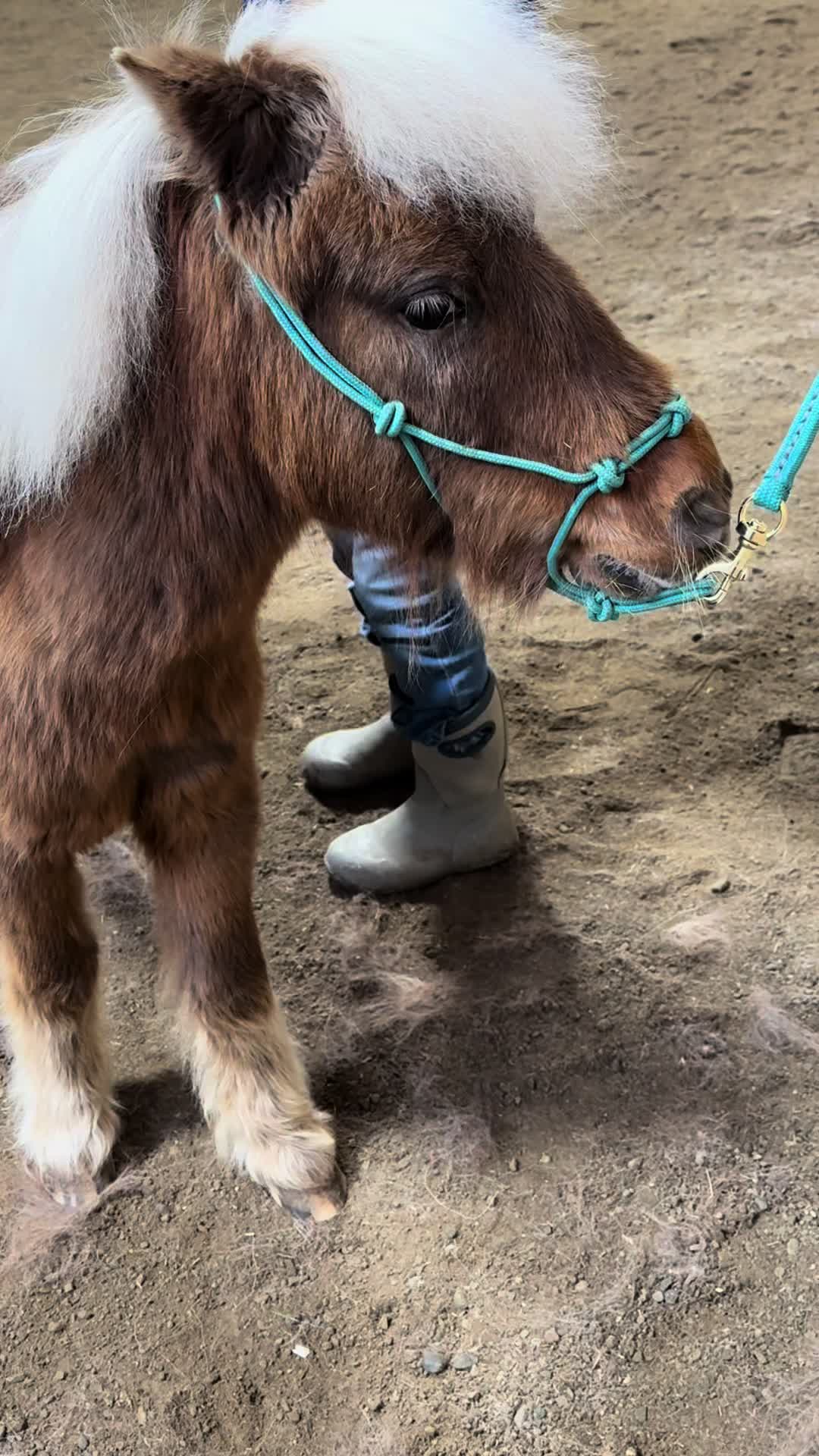 @horseadventurist