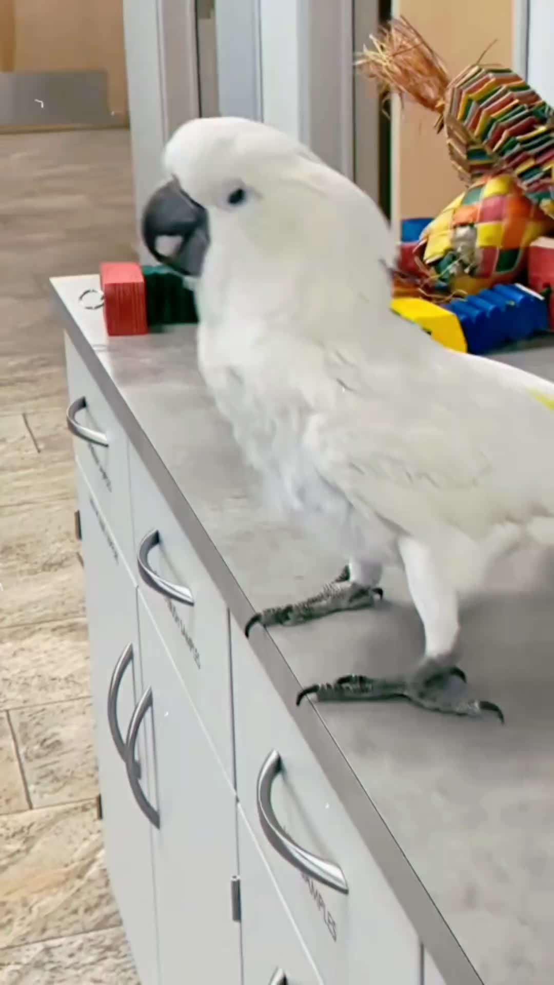 @Cute little pet 💕